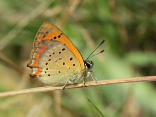 Osmanl Atei (Lycaena ottomanus)