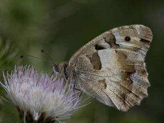 Cad (Chazara briseis)