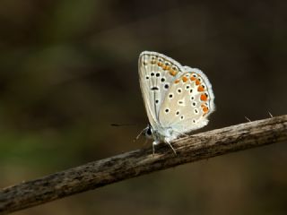 okgzl Mavi (Polyommatus icarus)