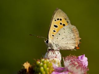 Benekli Bakr Gzeli (Lycaena phlaeas)