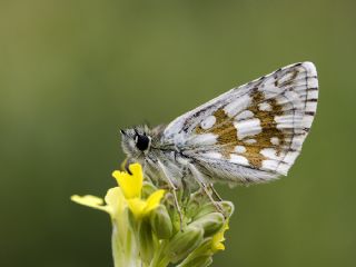 Zeytuni Zpzp (Pyrgus serratulae)