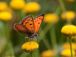 Anadolu Ate Gzeli (Lycaena asabinus)