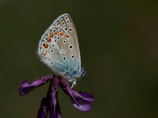 Tr almalar ([unknown genus] n/a)