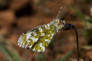 Step Ssls (Anthocharis gruneri)