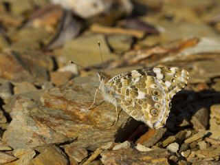 Diken Kelebei (Vanessa cardui)