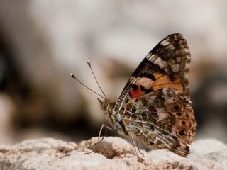 Diken Kelebei (Vanessa cardui)