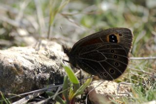 Uygur Gzelesmeri (Proterebia afra)