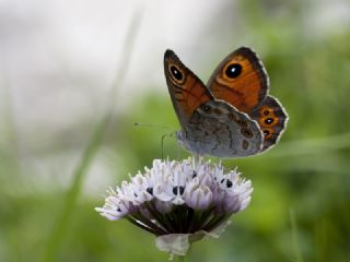 Esmerboncuk (Lasiommata maera)
