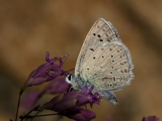 okgzl Dafnis (Polyommatus daphnis)