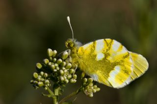 Zegris (Zegris eupheme)