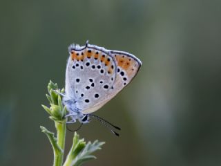 Byk Mor Bakr Gzeli (Lycaena alciphron)