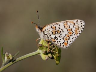 parhan (Melitaea cinxia)