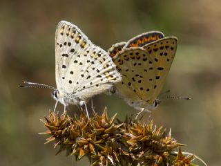 sli Bakr Gzeli (Lycaena tityrus)