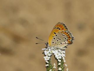 Kk Ate Gzeli (Lycaena thersamon)