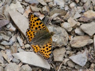 spanyol Kraliesi (Issoria lathonia)