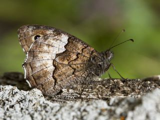 Byk Karamelek (Hipparchia syriaca)