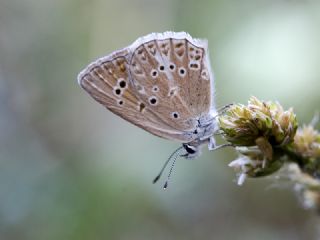 Anormal okgzl (Polyommatus admetus)