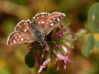 Kzl Zpzp (Spialia orbifer)
