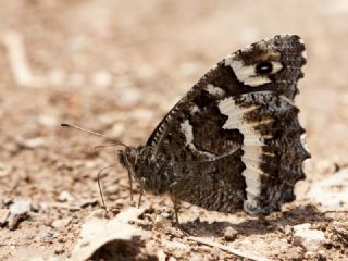 Kara Murat (Brintesia  circe)