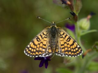 parhan (Melitaea cinxia)