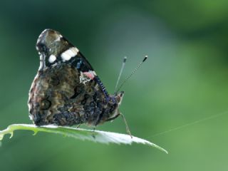 Atalanta (Vanessa atalanta)