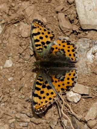 spanyol Kraliesi (Issoria lathonia)