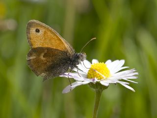 Kk Zpzp Perisi (Coenonympha pamphilus)