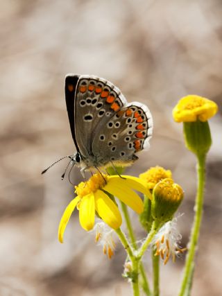 okgzl Esmer (Aricia agestis)