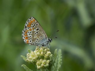 okgzl Esmer (Aricia agestis)