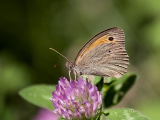 ayr Esmeri (Maniola jurtina)