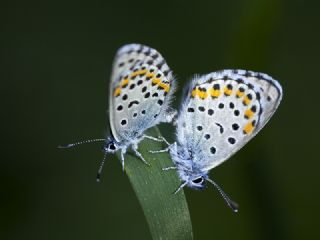 Bavius Mavisi (Pseudophilotes bavius)