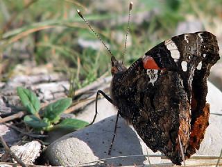 Atalanta (Vanessa atalanta)
