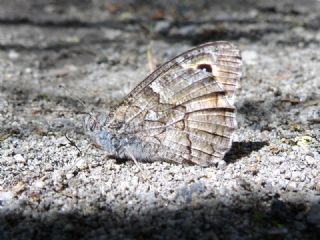Mersin Kzlmelei (Hipparchia mersina)