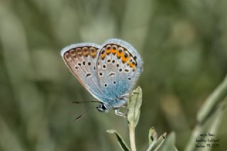 Gm Lekeli Esmergz (Plebejus argus)