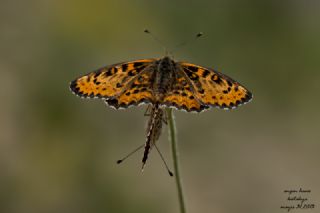 Gzel parhan (Melitaea trivia)