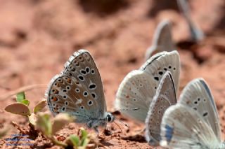 Tr almalar ([unknown genus] n/a)