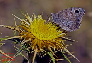 Aa Karamelei (Hipparchia statilinus)