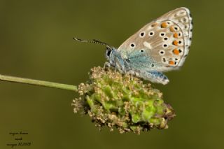 okgzl Gk Mavisi (Polyommatus bellargus)