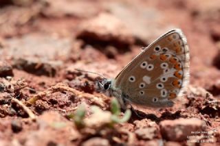 okgzl Anadolu Mavisi (Aricia crassipunctus)