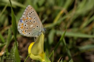 okgzl Gk Mavisi (Polyommatus bellargus)