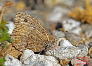 Seyit (Arethusana arethusa)