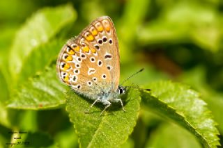 okgzl Mavi (Polyommatus icarus)