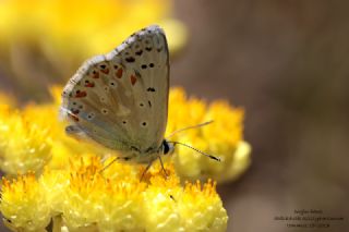 okgzl Yalanc illi Mavi (Polyommatus corydonius)