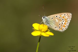 okgzl Gk Mavisi (Polyommatus bellargus)