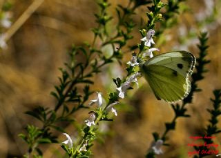 Yalanc Beyazmelek (Pieris pseudorapae)