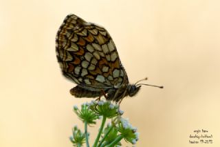 Amannisa (Melitaea athalia)