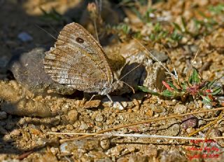 Seyit (Arethusana arethusa)