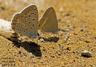 okgzl Mavi (Polyommatus icarus)