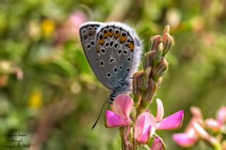 Anadolu Esmergz (Plebejus modicus)