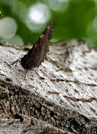 Karaaa Nimfalisi (Inachis polychloros)